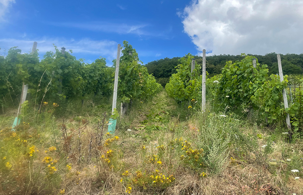 Weinberge-Wineyard-Deren-Family-im-Sommer-1024x660
